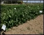Grafted Tomatoes