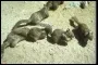 Rodents