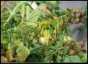 Soilborne pathogens