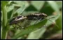 Stink Bugs