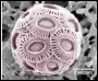 Microbe