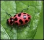 Biocontrol