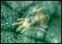 Mites