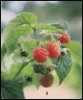 Rasperry_Plants_Final