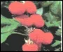 Raspberry_Final