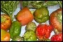 Thrips and TSWV