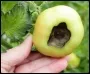 Blossom End Rot_Tomato