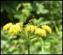 Beneficials