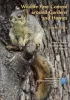 Wildlife Pest Control Around Gardens and Homes