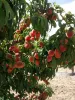 Peach Tree