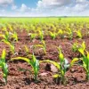 corn