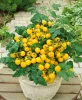 'Patio Choice' Tomato. (All America Selections)