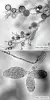 Pythophthora ramorum, the cuase of Sudden Oak Death