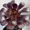 Aeonium-arboreum-zwartkop-MG-Judy-Hecht