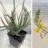 Bulbine-frutuscens-MG-Liz-Calhoon