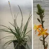 Bulbine-frutuscens-tiny-tangerine-MG-Liz-Calhoon