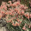 Cotyledon-oblonga-flavida-MG-Liz-Calhoon