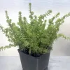 Crassula-lycopodioides-MG-Liz-Calhoon