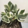 Crassula-ovata-variegata-MG-Liz-Calhoon