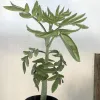 Kalanchoe-prolifera-MG-Liz-Calhoon
