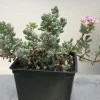 Oscularia-deltoides-MG-Liz-Calhoon