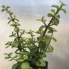 Portulacaria-afra-MG-Liz-Calhoon