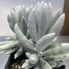Senecio-haworthii-MG-Judy-Hecht