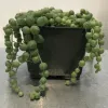 Senecio-rowleyanus-string-of-pearls-MG-Liz-Calhoon