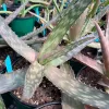 Aloe-saponaria-MG-Judy-Hecht