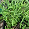 Crassula-muscosa-MG-Judy-Hecht