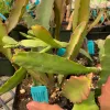 Epiphyllum-mix-MG-Judy-Hecht