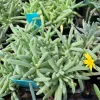 Othonna-capensis-MG-Judy-Hecht