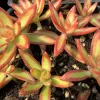 Sedum-adolphii-firestorm-MG-Judy-Hecht