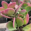 Senecio-jacobsenii-MG-Judy-Hecht