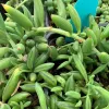 Senecio-radicans-MG-Judy-Hecht