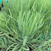 Senecio-vitalis-MG-Judy-Hecht
