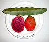 valdivia-roja