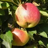 Fruits/Nuts