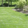 Lawn, Trees, & Shrubs