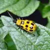 Pest Management