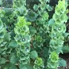 Orn-Bells-of-Ireland-MG-Karen-Schaffer