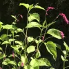 Orn-Kiss-Me-Over-the-Garden-Gate-MG-Shirley-DAddio