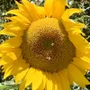 Orn-Sunflower-Mammoth-Greystripe-MG-Mike-Silva