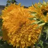 Orn-Sunflower-Teddy-Bear-MG-Jenny-Redfern