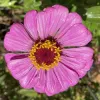 Orn-Zinnia-Raspberry-Sorbet-MG-Jenny-Redfern
