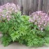 Orn-Geranium-Maderense-MG-Mary-Collins
