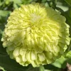 Orn-Zinnia-Envy-MG-Lisa-Blickenstaff