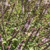 Herb-Basil-African-Blue-MG-Shirley-DAddio