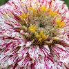 Orn-Zinnia-Peppermint-Stick-MG-Rita-Bottini