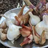 Garlic & Shallots